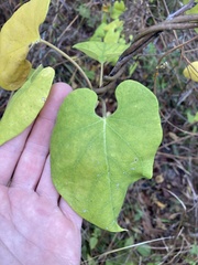 Asclepiadeae