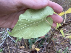Asclepiadeae