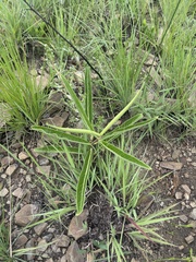 Raphionacme galpinii