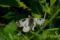 Parnassius mnemosyne