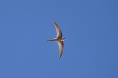 Cypsiurus parvus