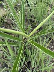 Raphionacme galpinii