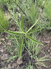 Raphionacme galpinii