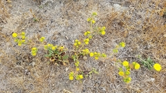 Centromadia parryi parryi