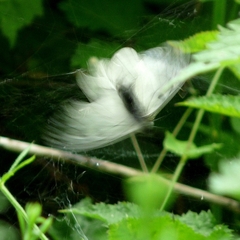Parnassius mnemosyne