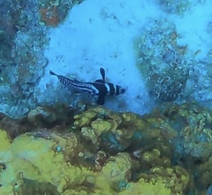 Eques punctatus