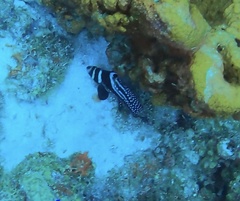 Eques punctatus