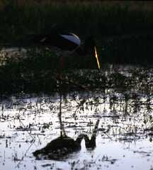 Ephippiorhynchus asiaticus