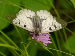 Parnassius mnemosyne