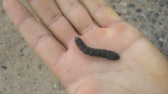 Proserpinus terlooii