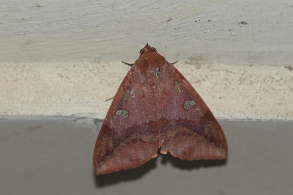 Thyas honesta (Lepidoptera (butterflies and moths) of the British