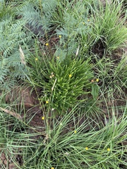 Schistostephium griseum