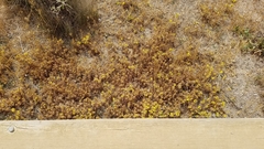 Centromadia parryi parryi