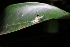 Scolypopa