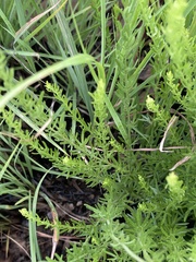 Schistostephium griseum