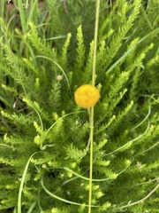 Schistostephium griseum