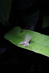 Scolypopa