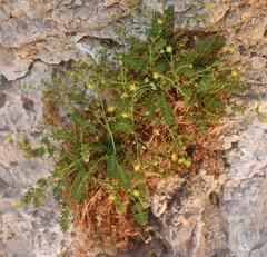 Ivesia jaegeri