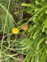 Schistostephium griseum