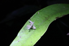 Scolypopa