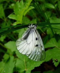 Parnassius mnemosyne