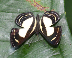 Baeotis elegantula