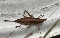 Belocephalus