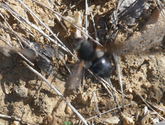 Peleteria rubescens
