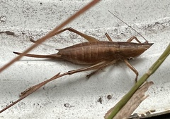 Belocephalus