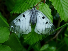 Parnassius mnemosyne