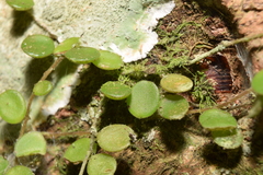 Peperomia rotundifolia