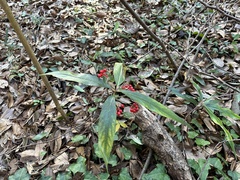 Ardisia crispa