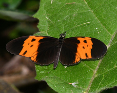 Heliconius numata bicoloratus