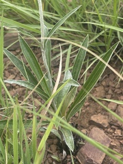 Helichrysum nudifolium