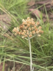 Helichrysum nudifolium