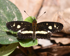 Castilia angusta