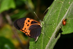 Heliconius numata bicoloratus