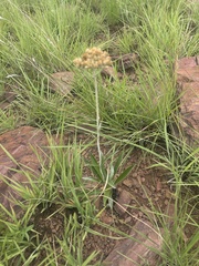 Helichrysum nudifolium