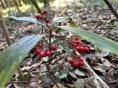 Ardisia crispa