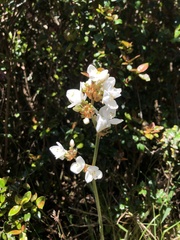Libertia