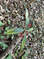 Ardisia crispa