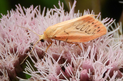 Miltochrista miniata