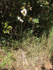 Libertia
