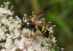 Tenthredo marginella