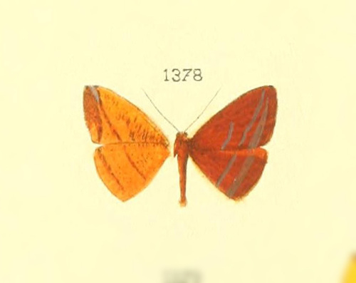 Pyrinia yerma