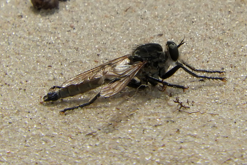 Dune Robber Fly, Drunen, Nederland, photo 8 of 10