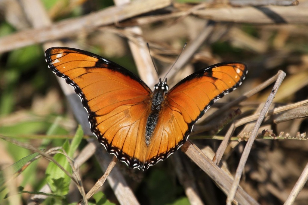 Danaid Eggfly (Lepidoptera (butterflies and moths) of the British