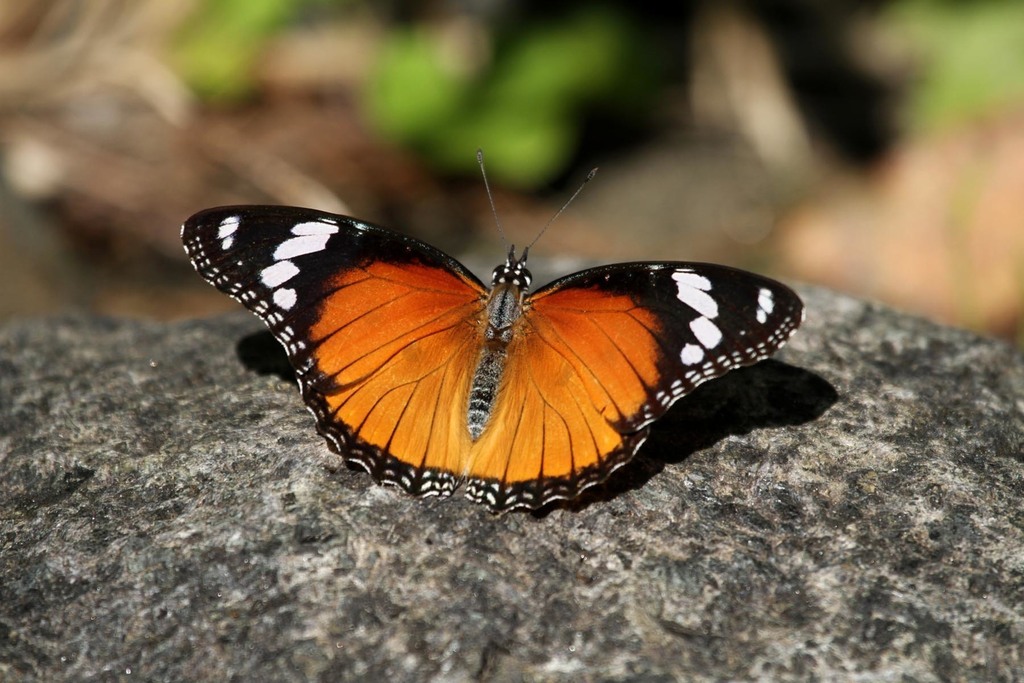 Danaid Eggfly (Lepidoptera (butterflies and moths) of the British