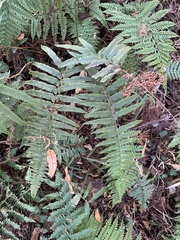 Microlepia marginata