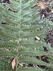 Microlepia marginata